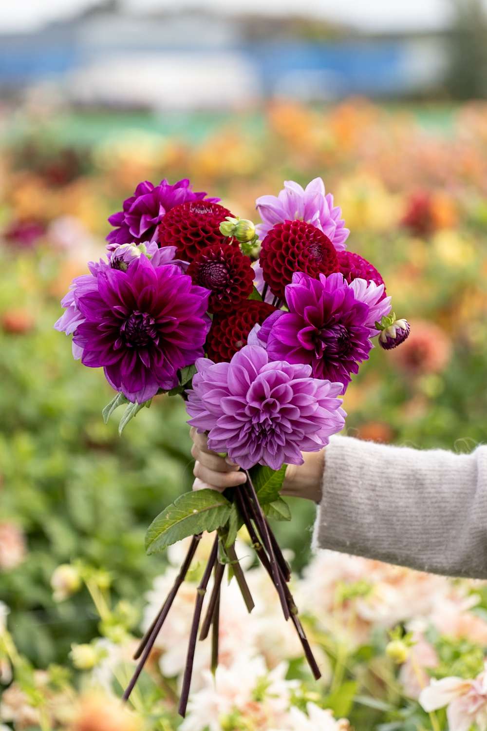 Dahliamix 'Amethyst'